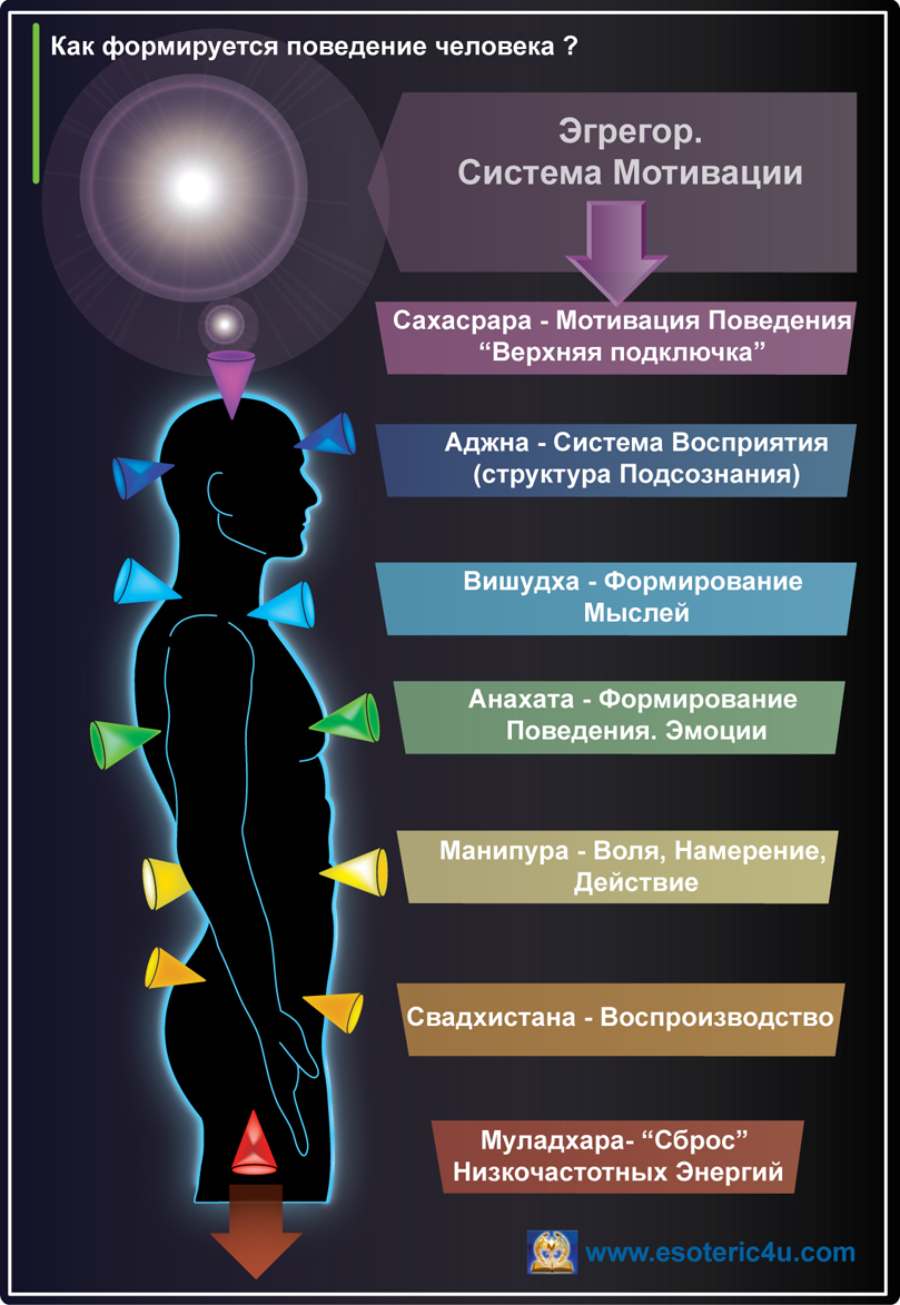 Формирование поведения Человека, управляющий сигнал Эгрегора, чакраль